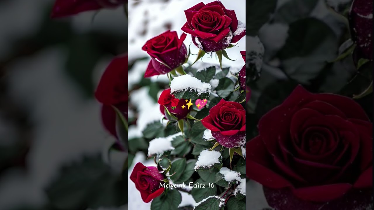 Happy Rose Day Status Video 🌹✨ | Rose day special whatsapp status video #whatsappstatus #roseday
