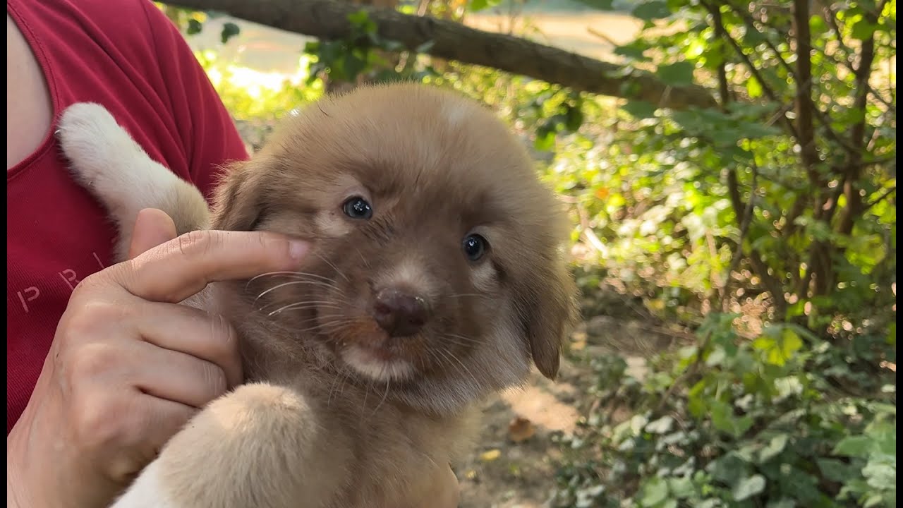 Geç Kalan Tombiş Yavru Köpeği Sevip Yemeğini Verdik