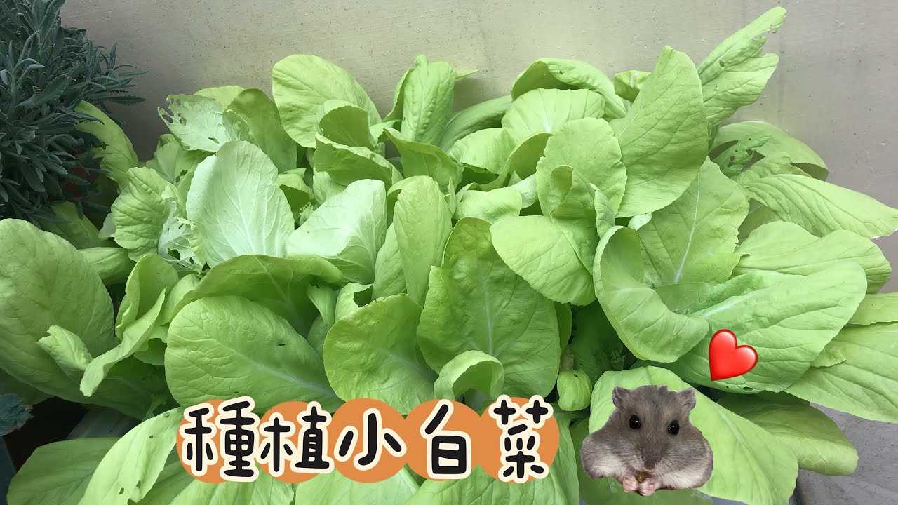 小白菜種植、50天採收、家庭的小空間種植蔬菜