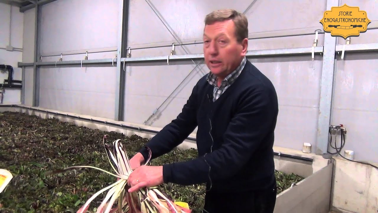 Radicchio Rosso di Treviso: come si produce