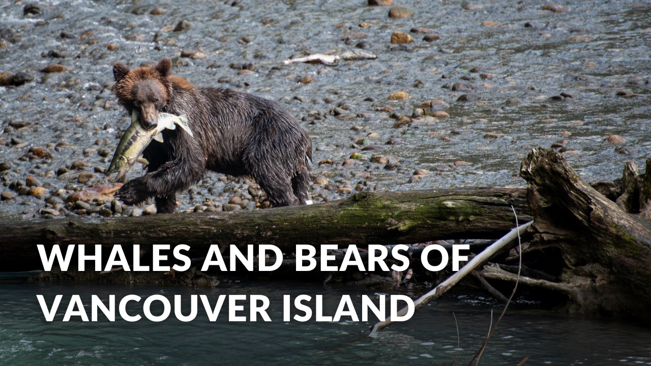Whales and Bears of Vancouver Island with Campbell River Whale Watching | British Columbia Travel