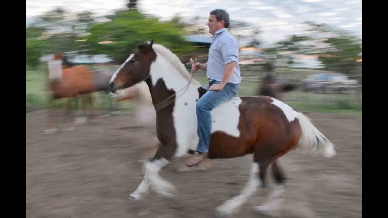 QUE ES BITLESS? - MANEJO del caballo SIN FRENO (Embocadura) - Curso Doma Racional