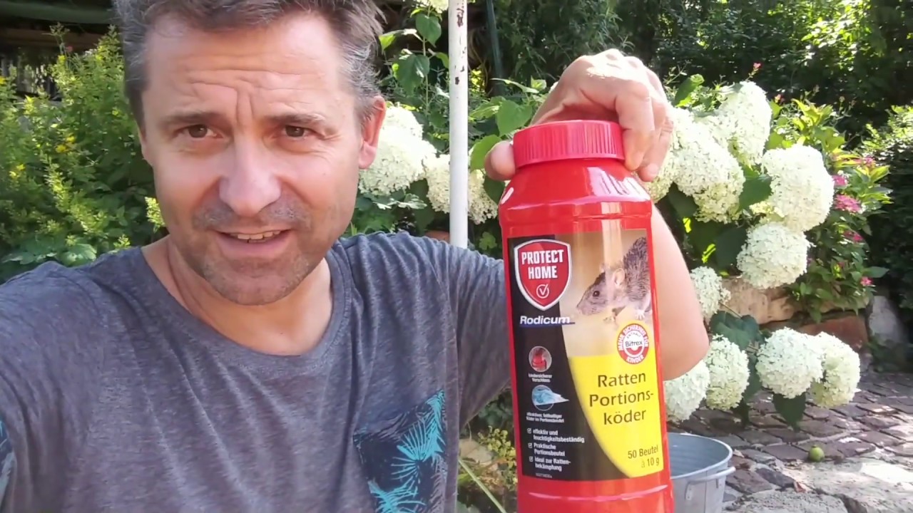 Ratten bekämpfen mit Rattengift Köder im Garten