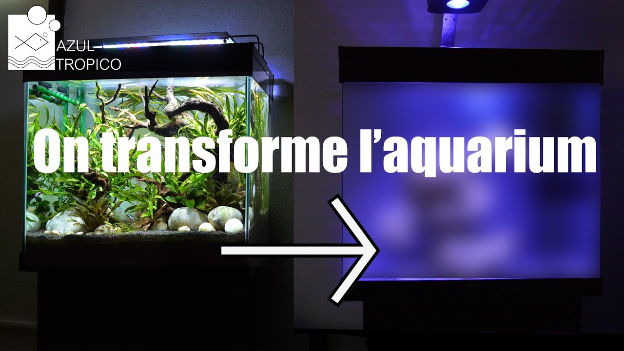 AQUARIUM RECIFAL SANS ECUMEUR - TUTO COMPLET
