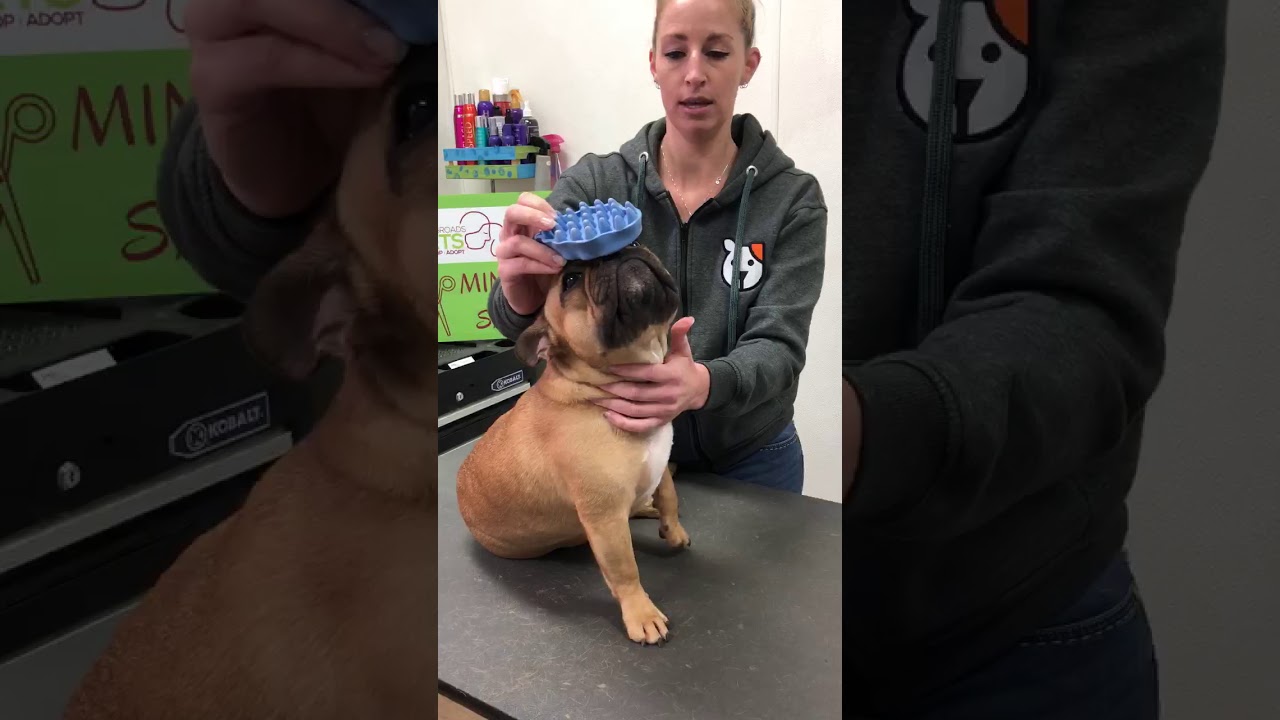 Grooming tips for short-haired dogs.
