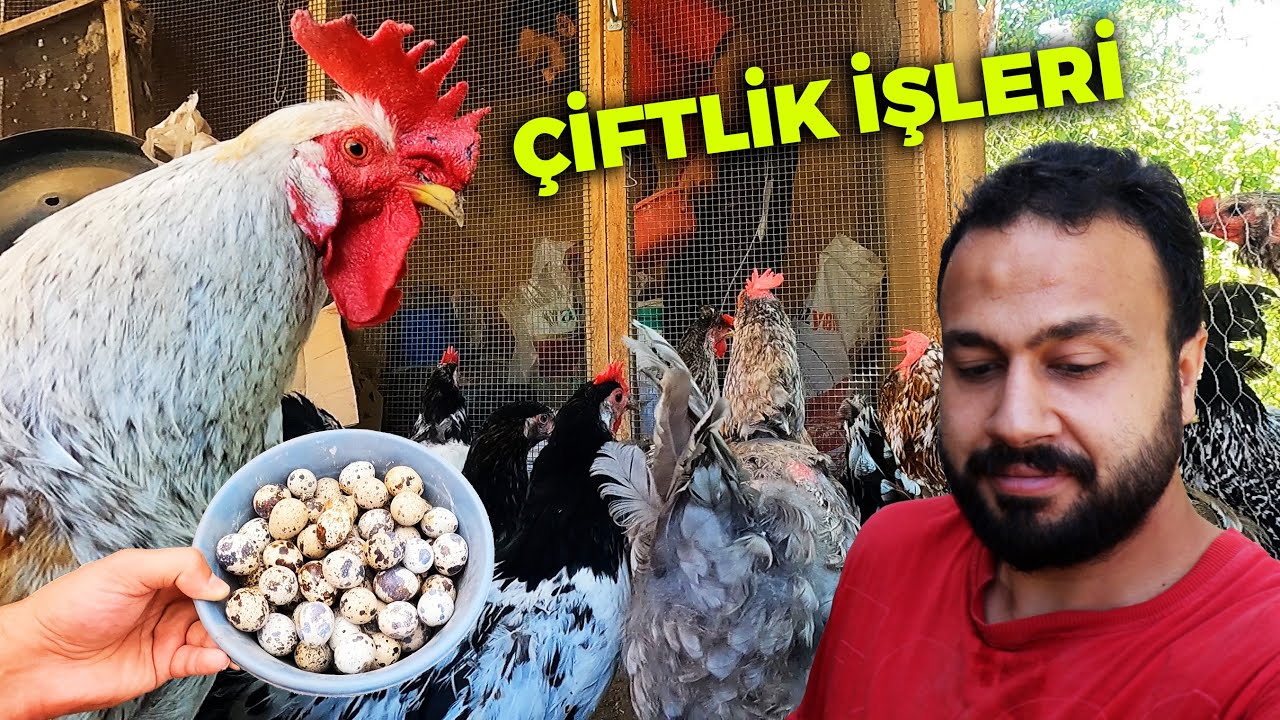 Gezen Tavukları Dışarı Çıkarıp Yemledim - Bıldırcın Yumurtalarını Toplama - Asil Horozlara Özel Yem