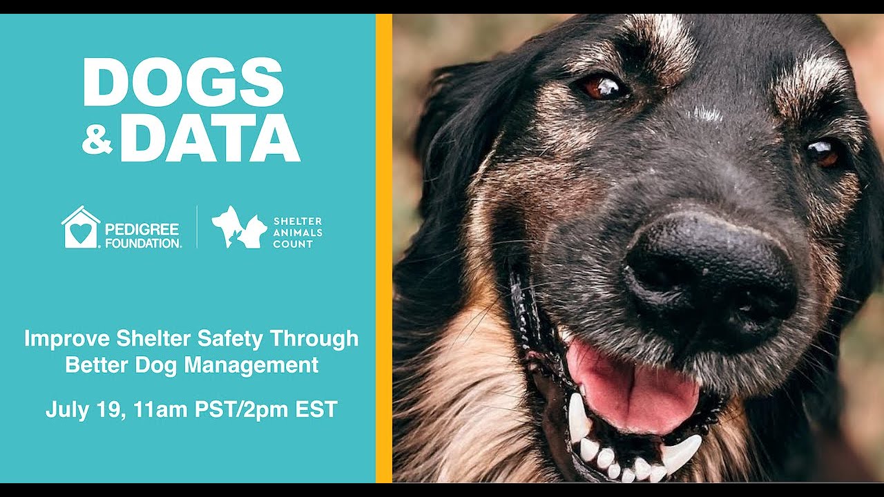 Dogs & Data: Improve Shelter Safety Through Better Dog Management