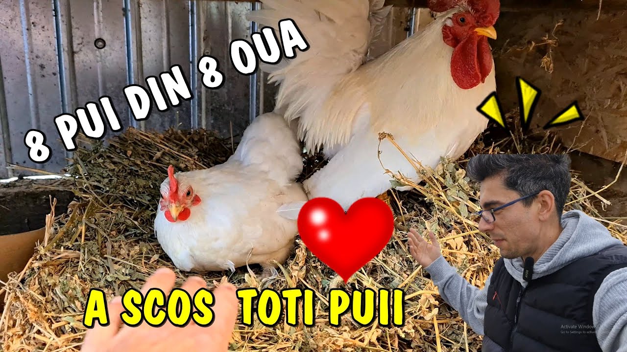 Viața la țară - A scos cloșca toți puii ❤ Am adunat 15kg de căpșuni din grădină