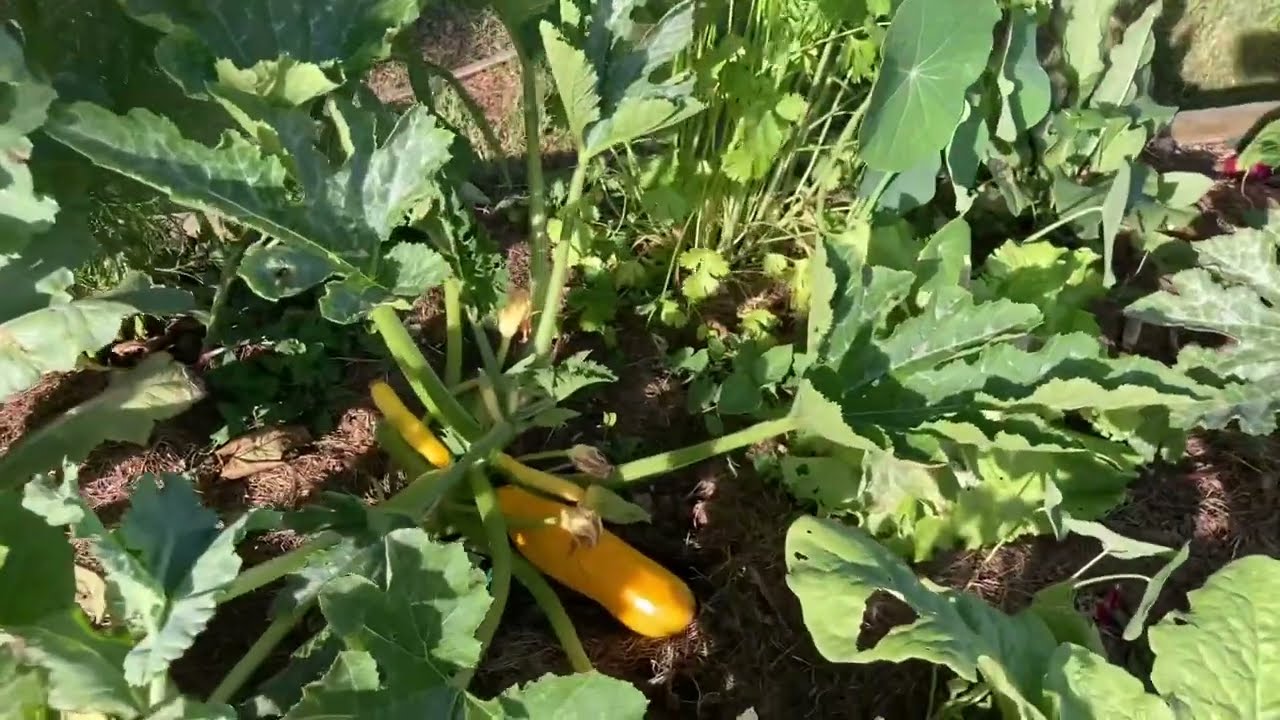 La courgette au potager