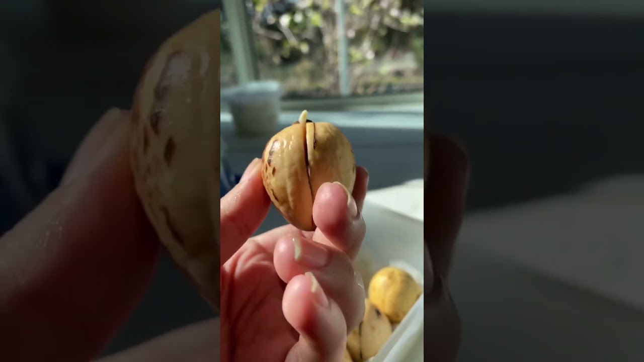 growing an avocado seed 🌱 #howto #houseplants #plants #plantmom #avocadotree #plantmom