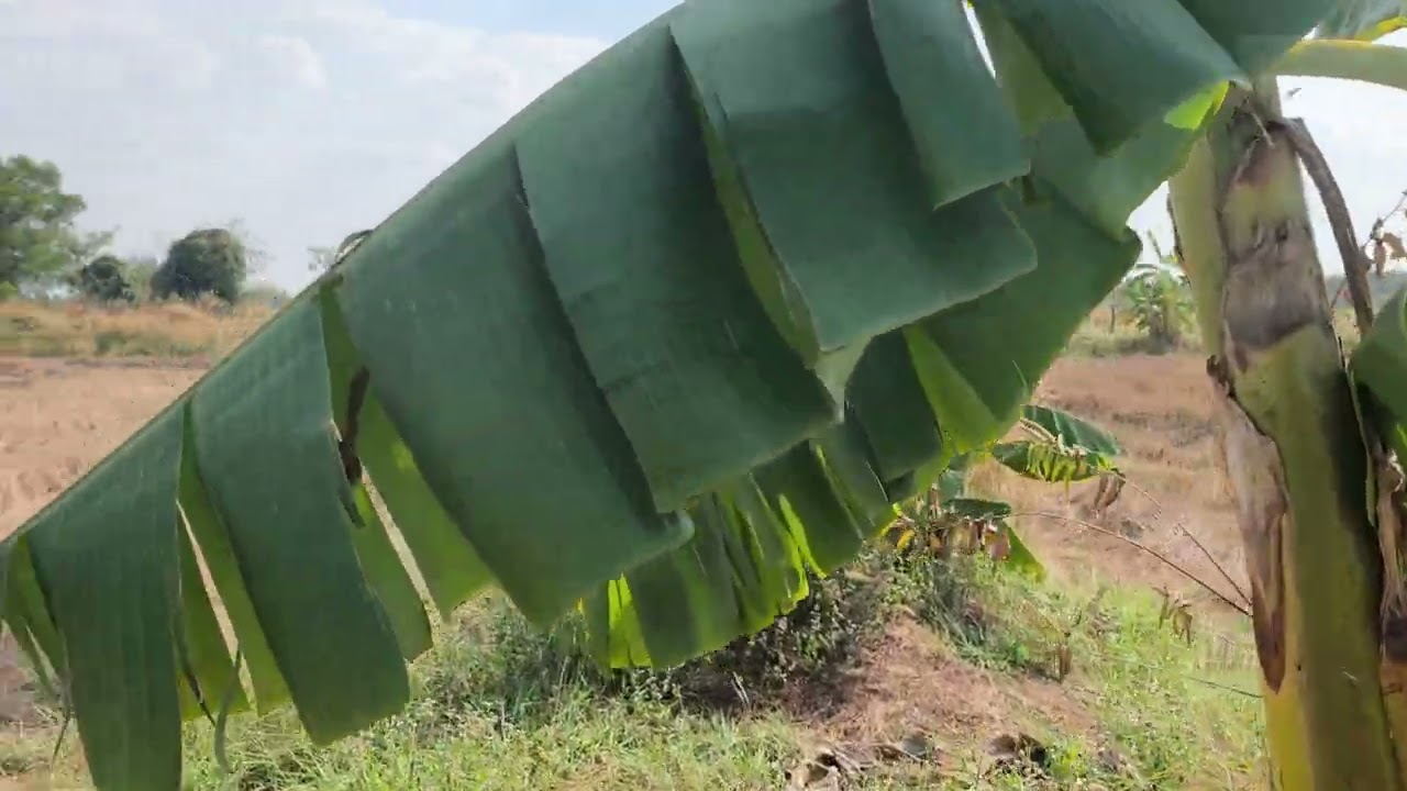 สวนป่ากลางทุ่ง 14 ก.พ.69     2