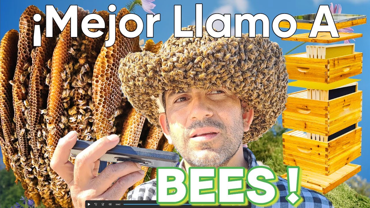 Cómo reubicar abejas #32