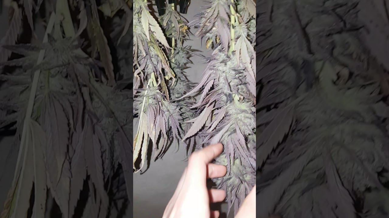 Peyote Critical from Barneys farm hanging to dry And looking oh so frosty