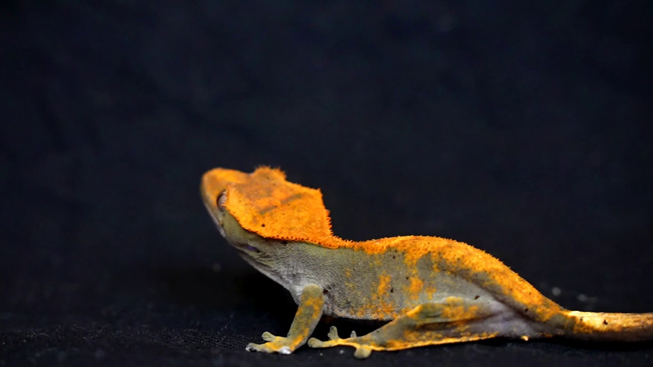 Crested Gecko Jump