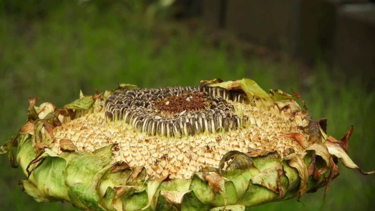 The Sunflower and Some Tits in the Rain