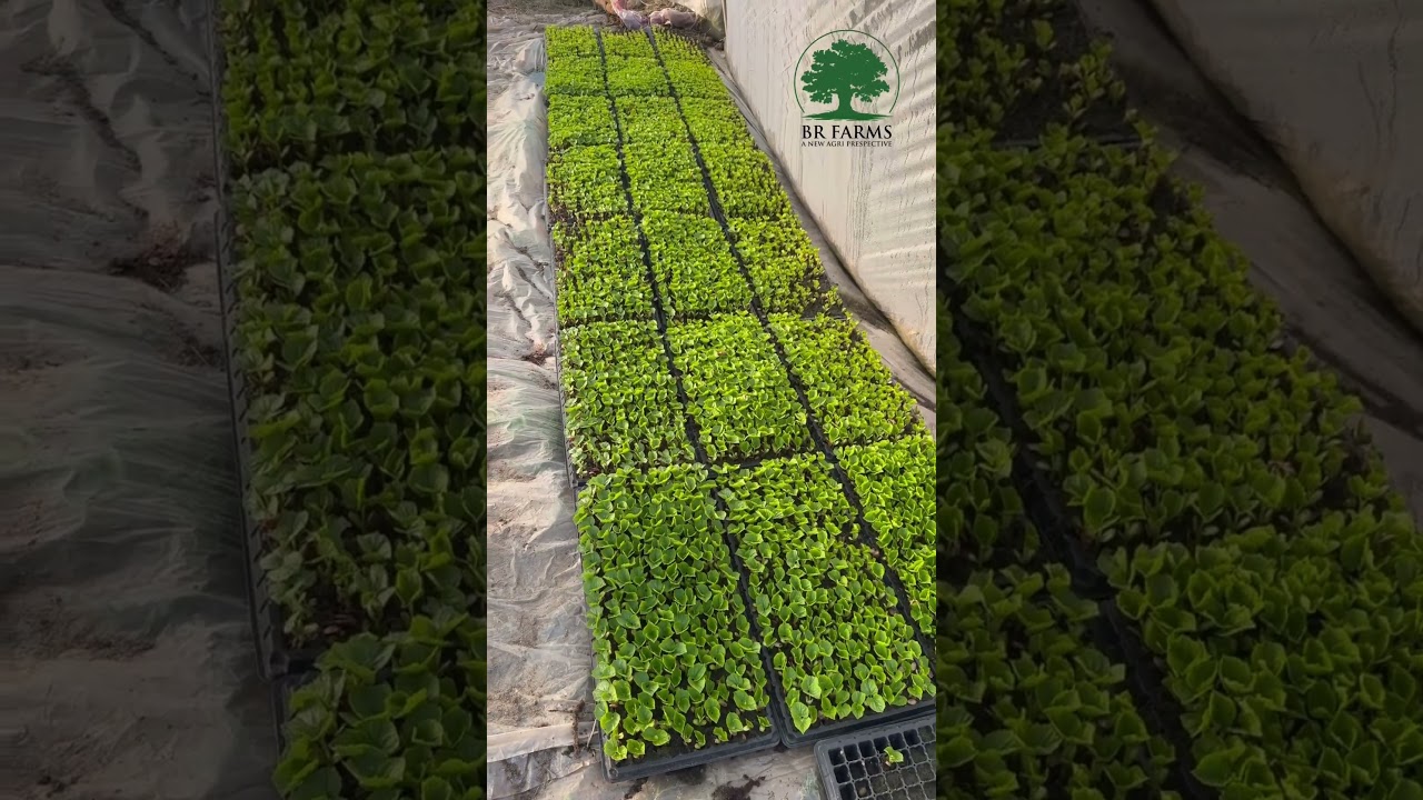 Bitter Gourd Seedlings | Kareley ki Paneeri