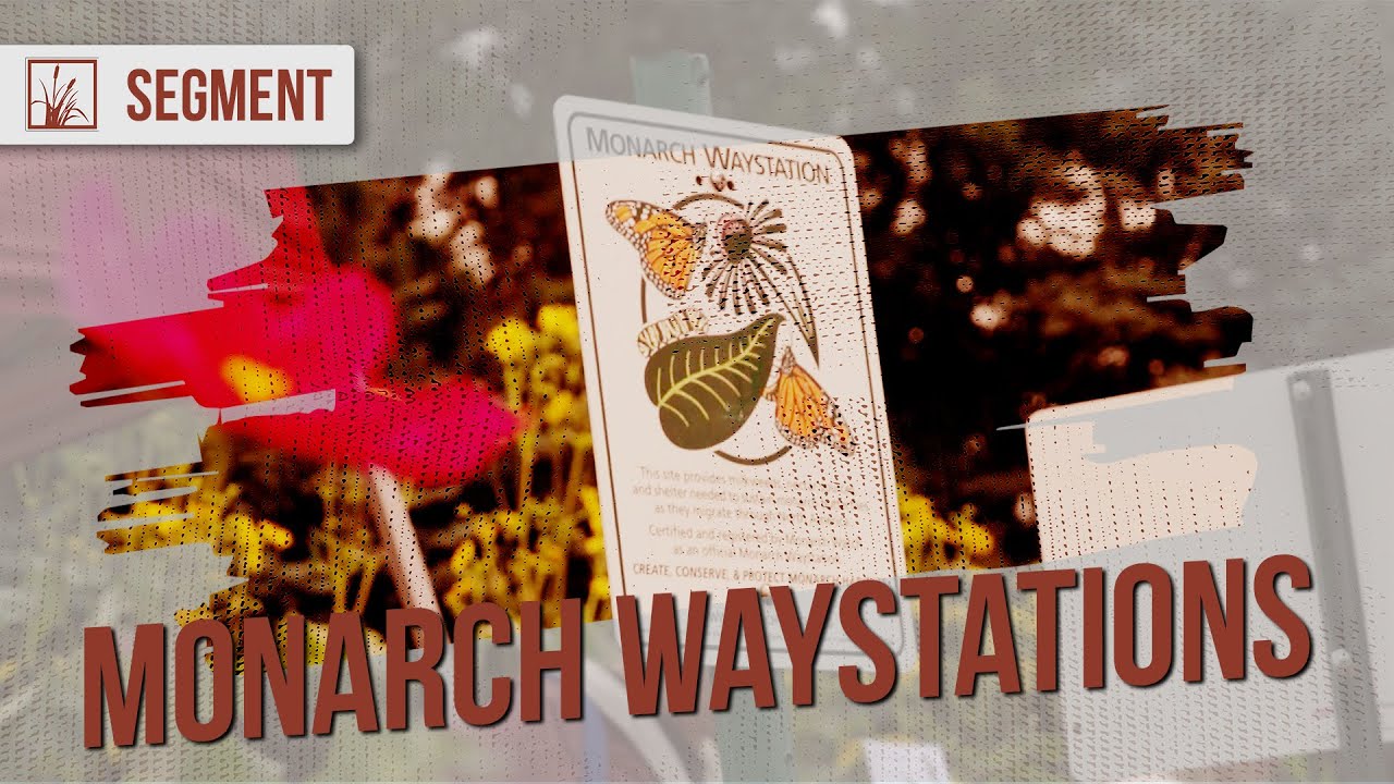 Как создать сад бабочек у себя во дворе: Monarch Waystations | Prairie Sportsman