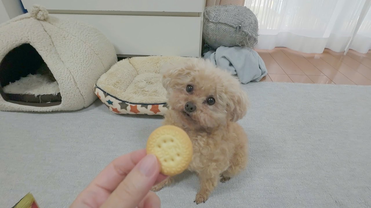 【クッキー】お気に入りのおやつをもらった時の癖が強い愛犬
