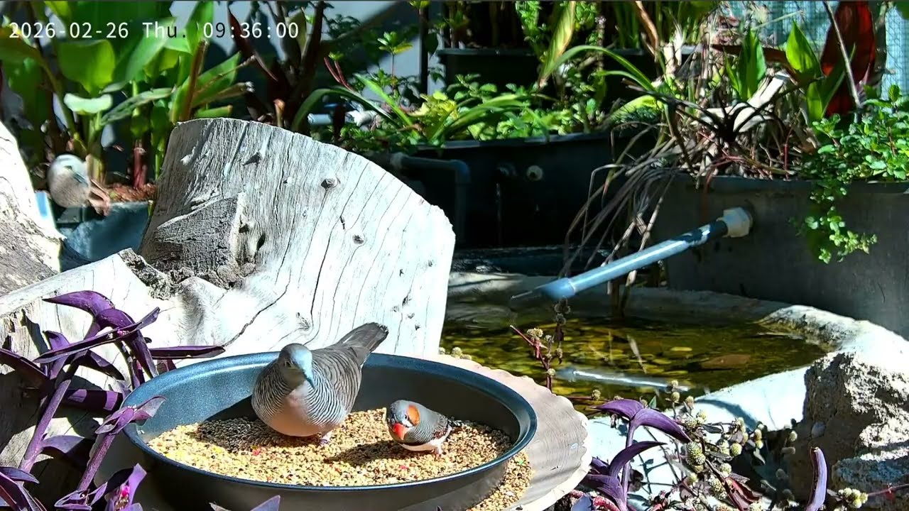 Softbills birds aviary livestream