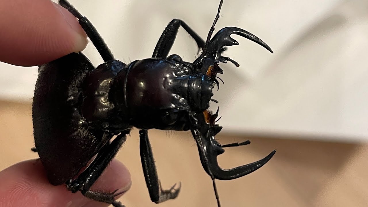 世界最強の昆虫を輸入した時のハナシ【オオエンマハンミョウ】【Manticora tiger beetle】
