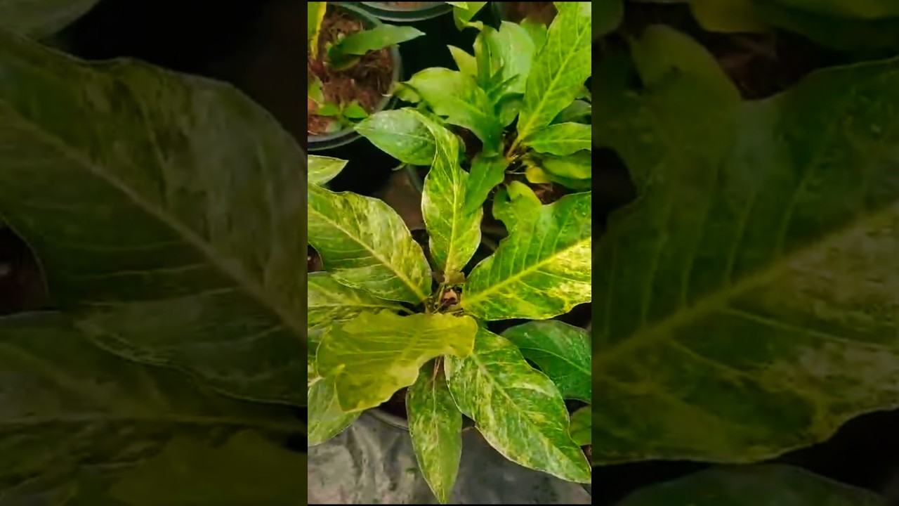 Mature Anthurium Hookeri Variegated #anthurium #hookeri #hookerivariegated #trending