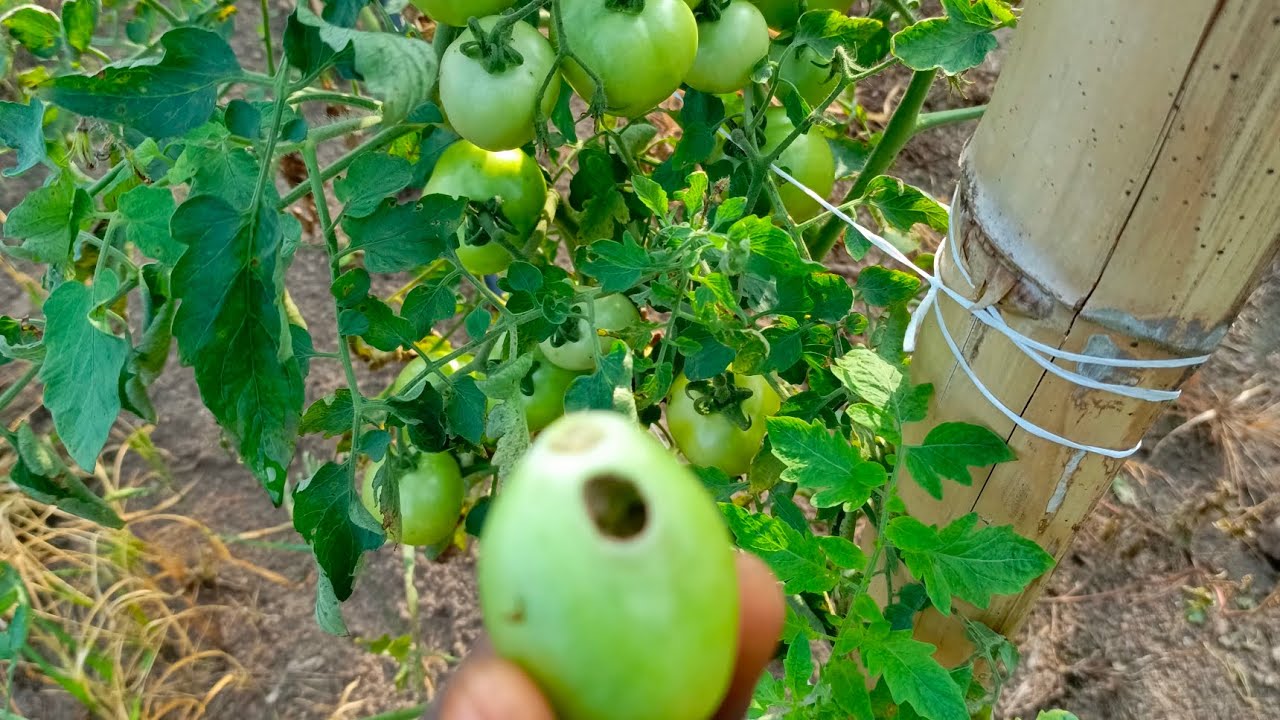 How to prevent insect putting hole on tomato fruit.