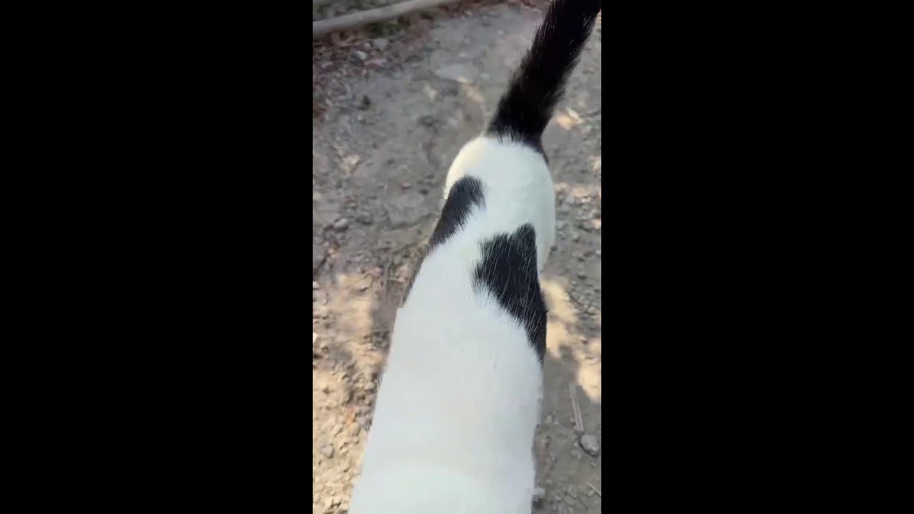 Daily Cat Relax Stream ｜ 毎日の猫リラックス配信 2026-01-23 17:38:29