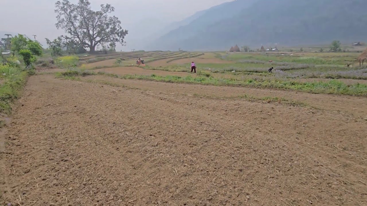 तोरि पछी मकै रोपियो Corn was planted after the mustard harvest. 🌽🌿
