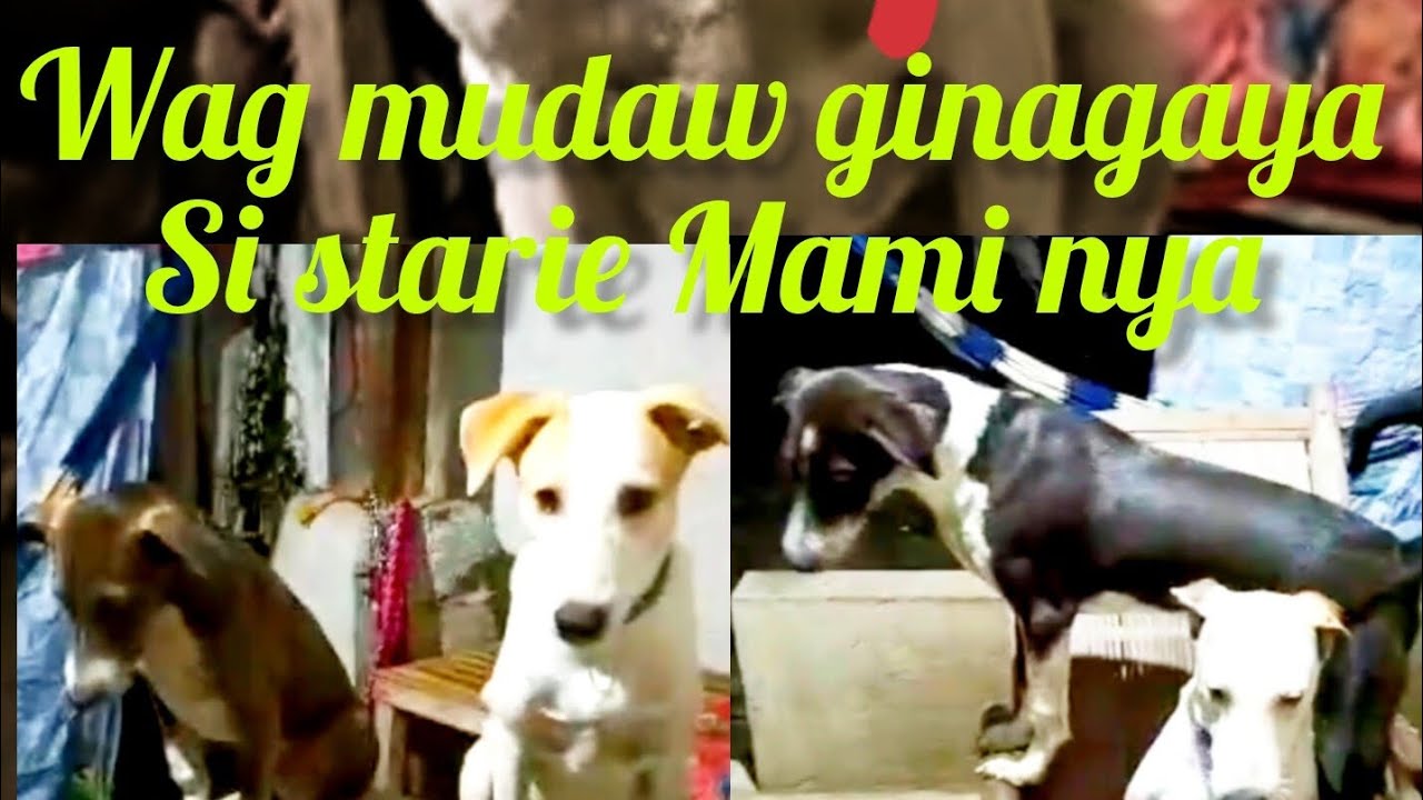 Wag mudaw ginagaya si starie Mami nya @Pinoykatvofficial 