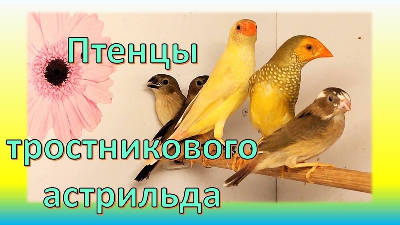 От яйца до птенца. Режу червей... Гнездование тростниковых астрильдов