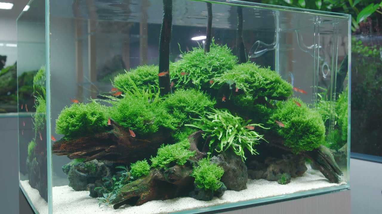 Aquascaping The UNS 60U Rimless Aquarium