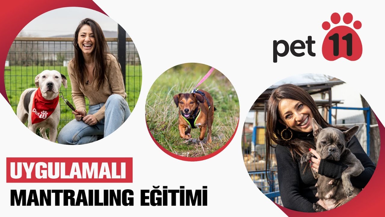 Can Dostlarımızla Uygulamalı Mantrailing Eğitimi // pet11 ile Can Dostlarımız