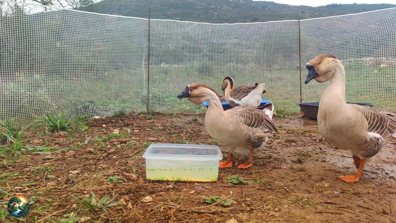 Peas And Corn In Water Served 🍽 African Geese Quartet 🦢 Mind Healing Farm