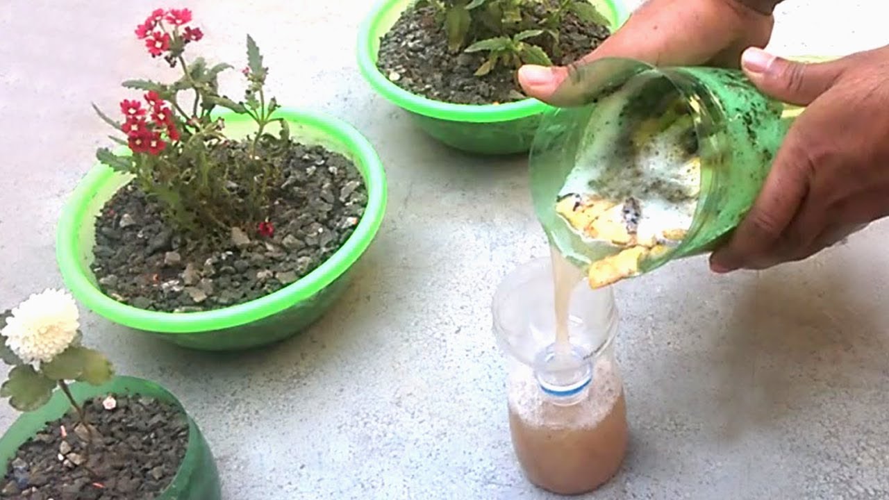 How to use liquid organic fertilizer for any plants | Homemade fertilizer
