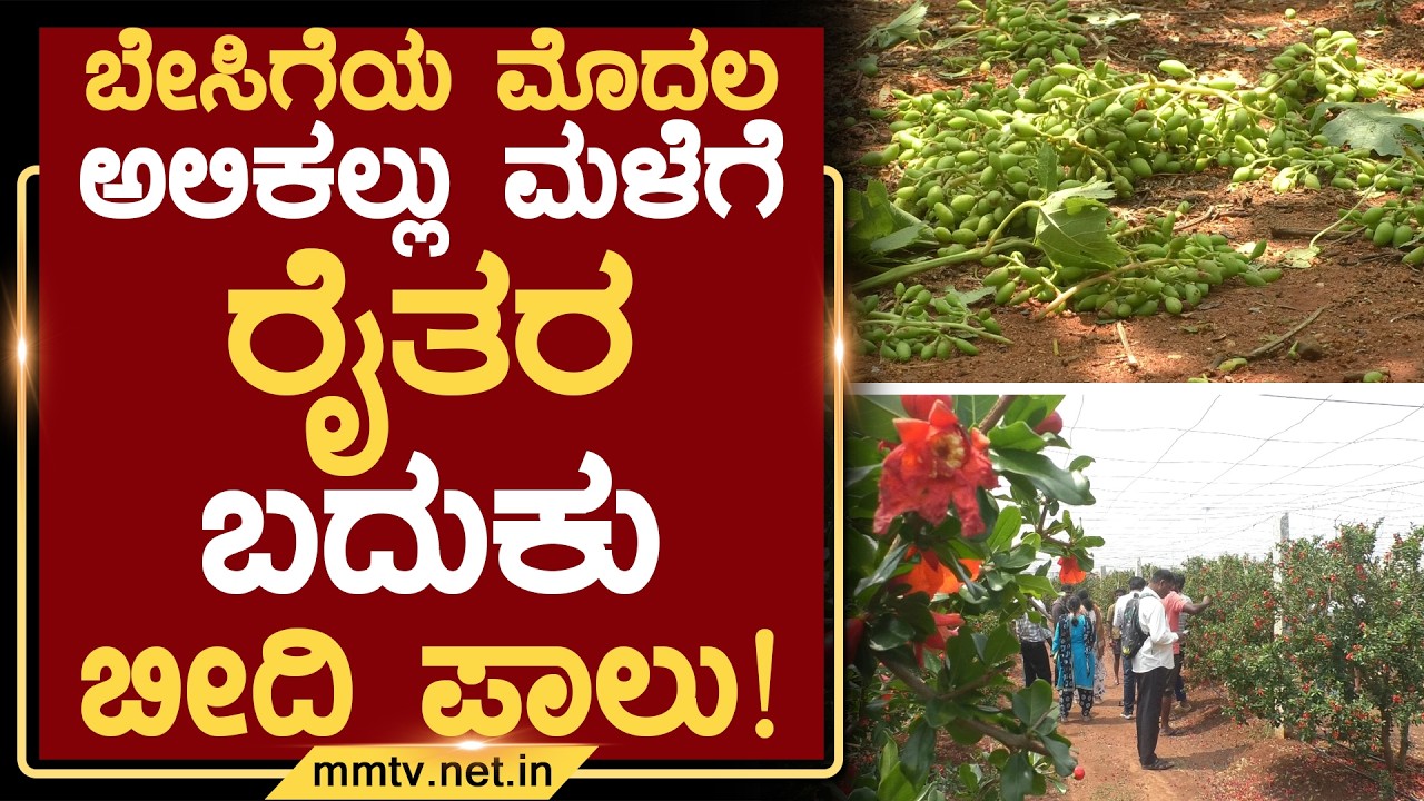 ಬೇಸಿಗೆಯ ಮೊದಲ ಅಲಿಕಲ್ಲು ಮಳೆಗೆ ರೈತರ ಬದುಕು ಬೀದಿ ಪಾಲು ! | ಚಿಕ್ಕಬಳ್ಳಾಪುರ @MMTV-News 18-03-2026