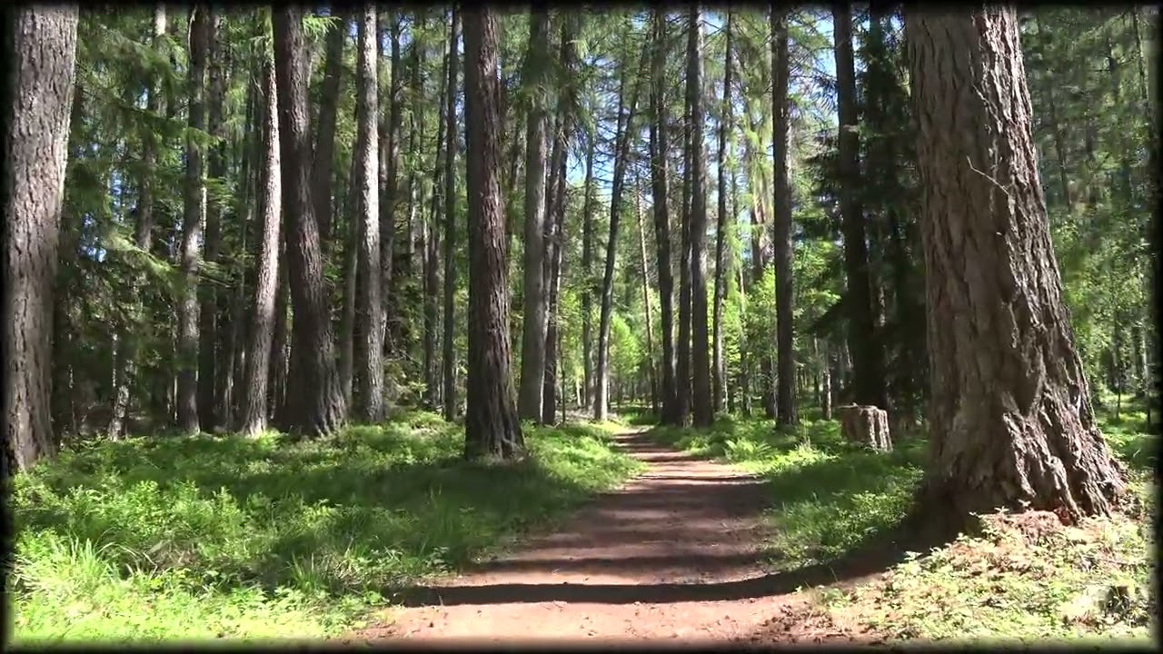 Suuret puut Punkaharju puulajipuisto - Suomen pisin puu
