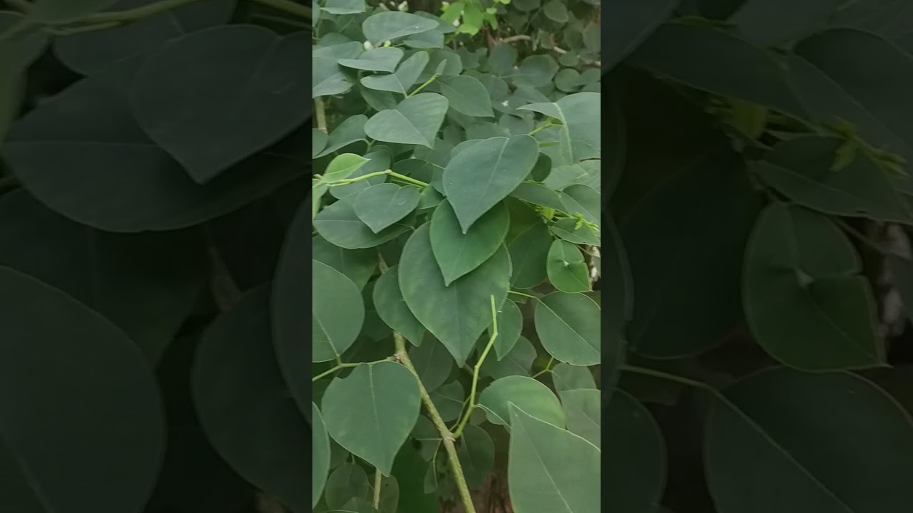 leaves of the sheesham tree