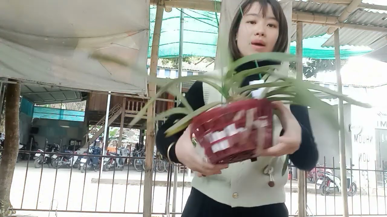 30/1 CÔ GIÁO VÙNG CAO BÁN LAN RỪNG GIÁ RẺ 0364773794 @phonglanrunghoabinh7367 