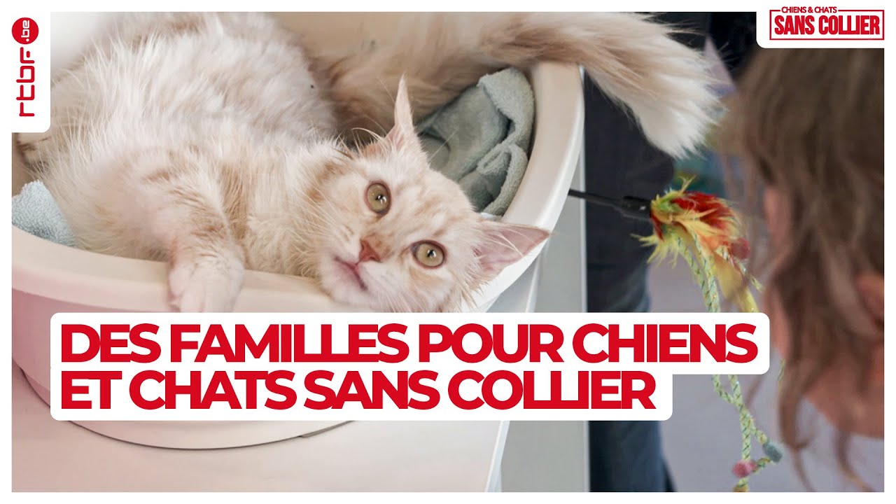 Des familles pour chiens et chats sans collier S03E02