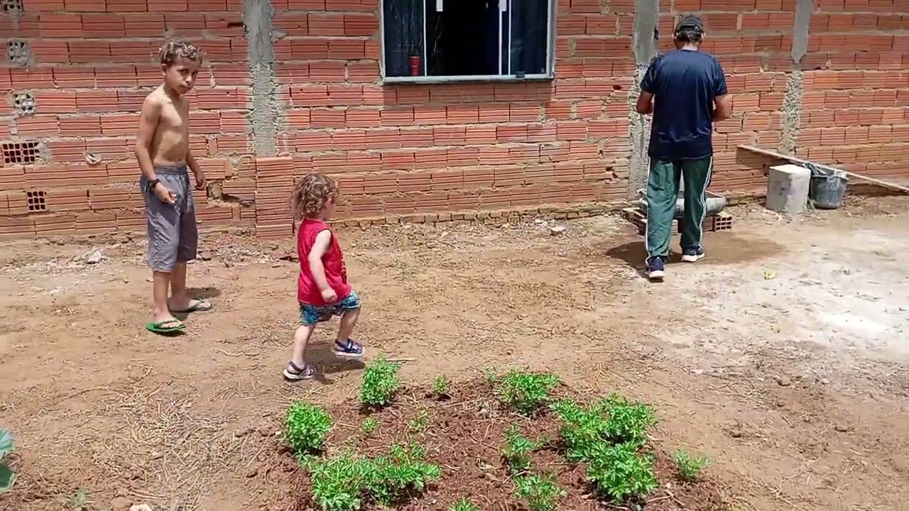 Já vamos colher o feijão e milho?