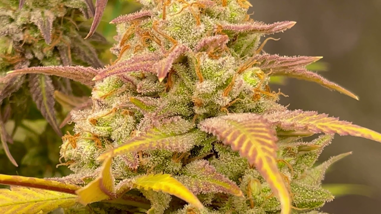 CAPTAIN RED BEARD SEEDS ALIEN OG & GLUMOSA WEEK 9 DAY 60 GROW TENT JOURNAL SEED TO HARVEST.