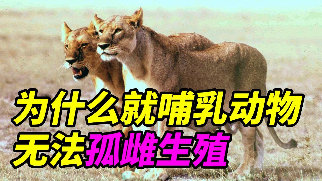 为什么其他动物都可以孤雌生殖而哺乳动物这条路被堵死了|Why mammal can't parthenogernesis#科普#生物#科学科普