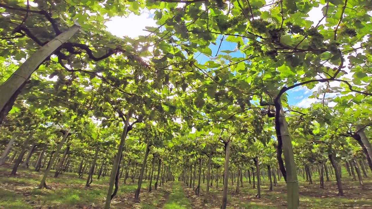 Txakoli Elkano  HD