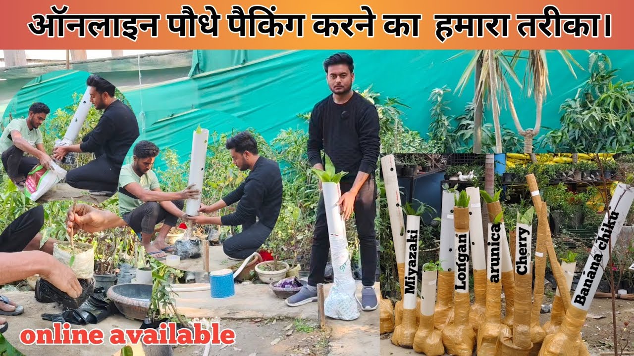 How Plants are packed for online, by courier ☘️ । PVC Pipe packing | Online plants