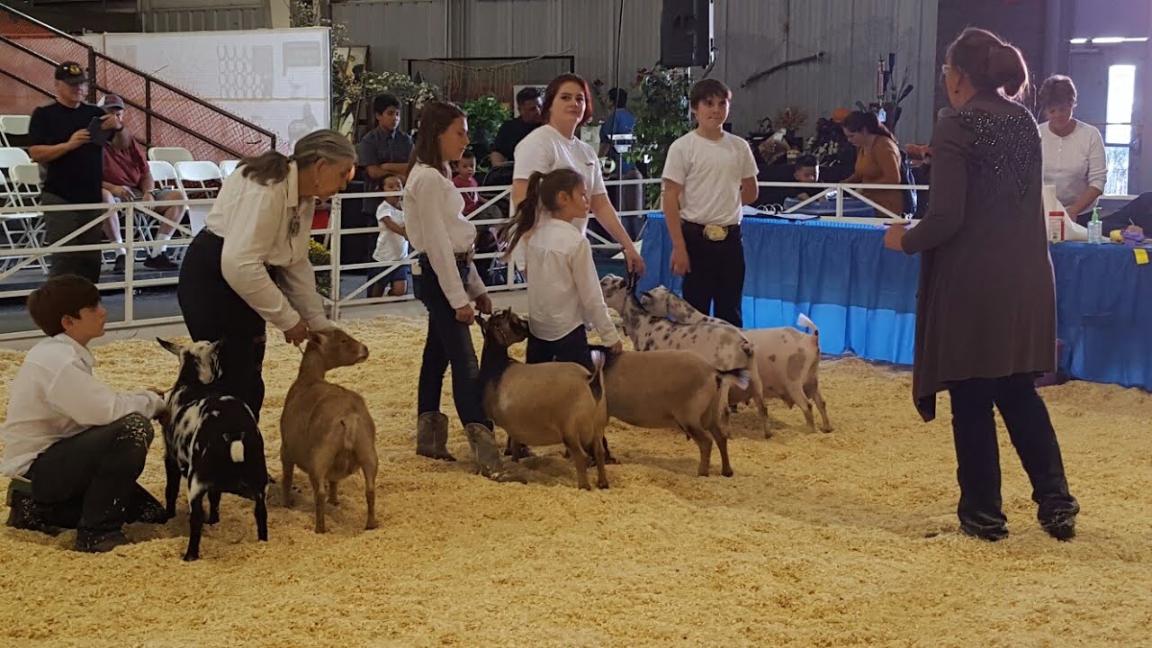 ADGA DAIRY GOAT SHOW AT THE AZ STATE FAIR