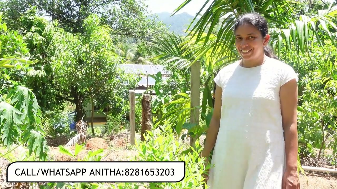Sandalwood Farming -കേരളത്തിലെ ആദ്യത്തെ സ്വകാര്യ ചന്ദനത്തോട്ടം-ചന്ദനത്തെ കുറിച്ച് അറിയേണ്ടതെല്ലാം