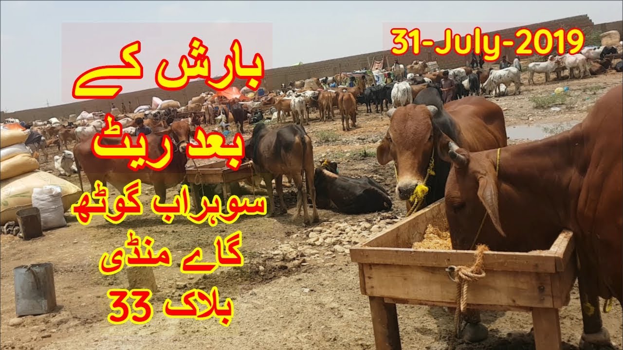 After Rain Prices - Sohrab Goth Cow Mandi Block 33 Update 31 July 2019