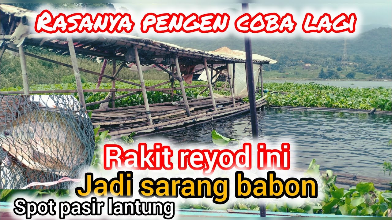 🔴MANCING WARUNG JERUK.SPOT PASIR LANTUNG