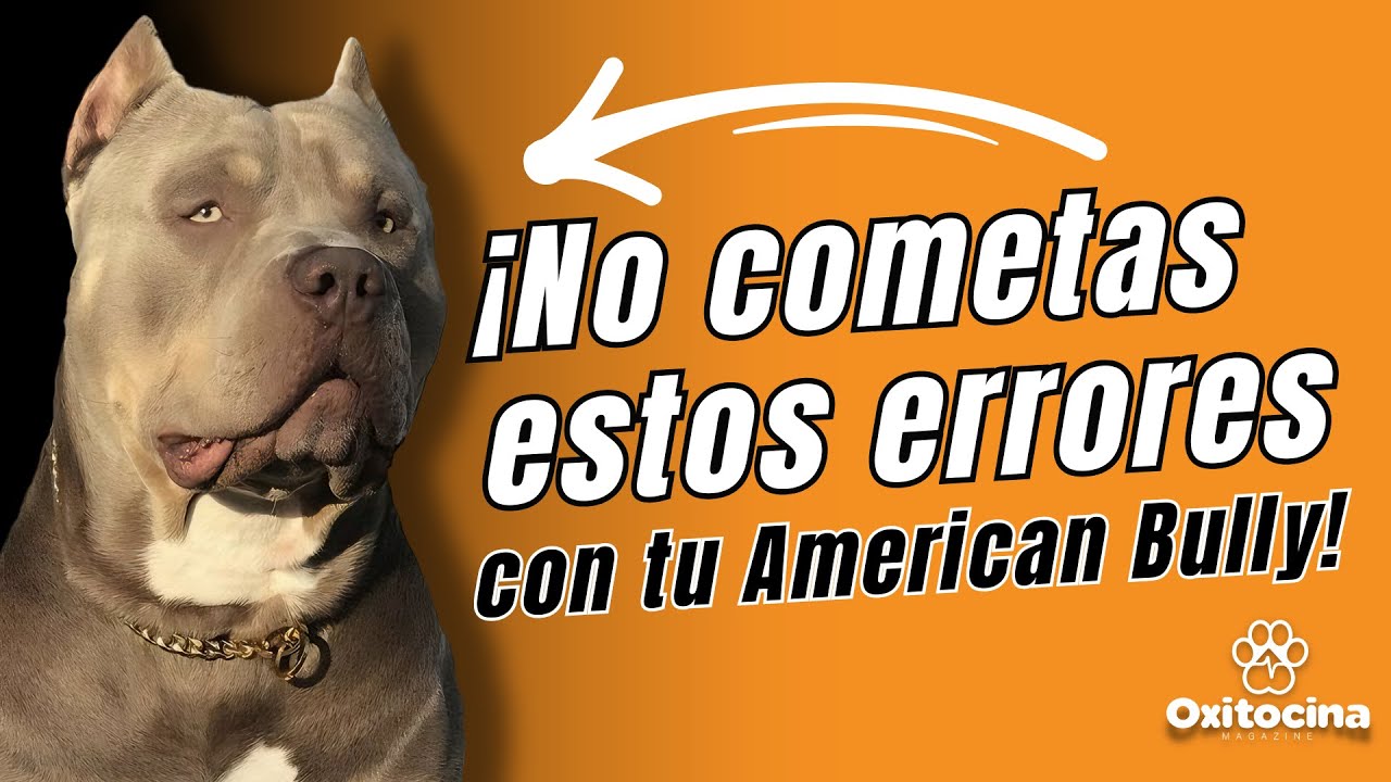 AMERICAN BULLY : 7 Cosas que NO LE GUSTAN  que Debes Evitar para su Bienestar.