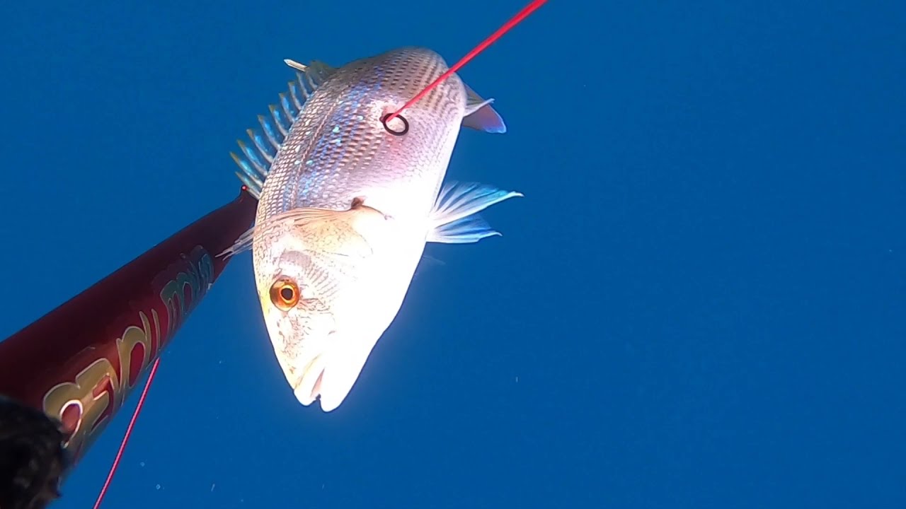 Pesca Sub: Aspetto al Dentice con Lg revolution 117